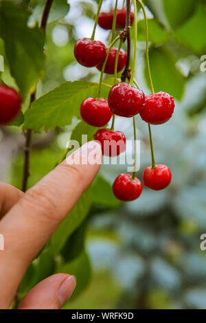 Peu de produits biologiques frais mûrs de cerise rouge vif sur branche d'arbre. Les doigts pointent à fruits, entourée de feuilles vertes et couvertes d'eau dr Banque D'Images