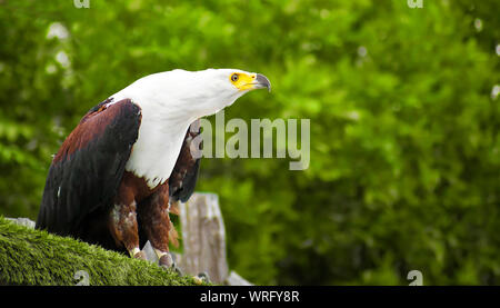 L'African fish eagle également connu sous le nom de l'aigle de mer ou d'Afrique Haliaeetus vocifer formés par le biais de la fauconnerie, perché sur une branche à propos de voler Banque D'Images