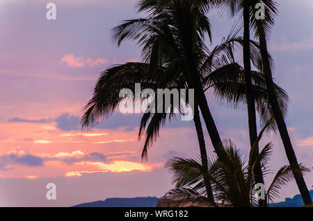 Palmiers tropicaux colorés silhouetté contre un coucher de soleil sur l'île de Kauai, Hawaii, USA Banque D'Images