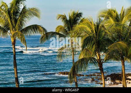 Palmiers donnant sur l'océan Pacifique sur l'île de Kauai, Hawaii, USA Banque D'Images
