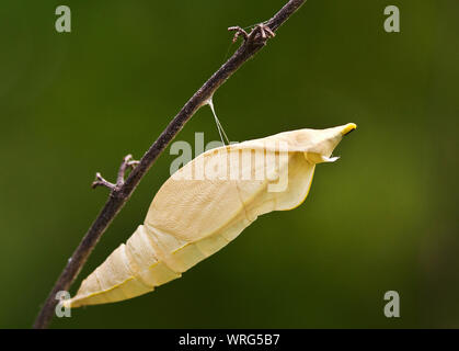 La chenille du blanc migrateurs africains ou Vagrant sont typiques de la plupart des grandes papillon blanc groupe. Banque D'Images