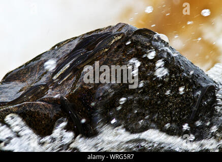 Le Red-eyed Labeo est un petit poisson de rocky et nettoyer le fereshwater en Afrique de l'Est et le sud jusqu'à la rivière. Pondola Banque D'Images