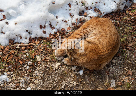 Portrait d'un lynx boréal profiter de la chaleur des rayons du soleil sur une froide journée d'hiver quelque part dans le désert des alpes autrichiennes Banque D'Images