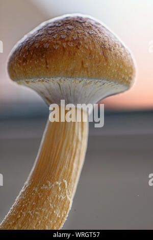 L'Équateur est un champignon magique Psilocybe cubensis, une espèce de champignons psychédéliques dont les principaux éléments actifs sont la psilocybine et de la psilocine - Ecuadori Banque D'Images
