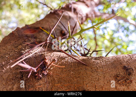 Tronc d'arbre avec des épines pour se protéger contre les animaux nuisibles. Banque D'Images