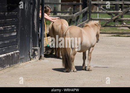 Deux poneys Shetland avec les filles de caresser l'un d'entre eux au Hullabazoo ferme au zoo de Whipsnade Banque D'Images