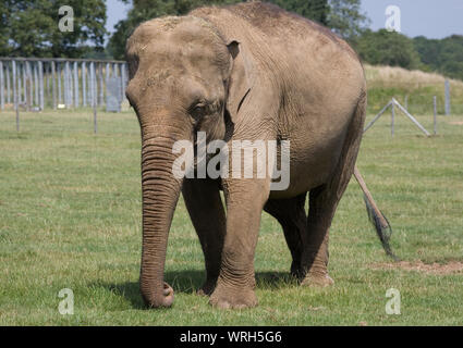 Femme tuskless adultes dans l'enclos de l'éléphant d'Asie au zoo de Whipsnade Banque D'Images