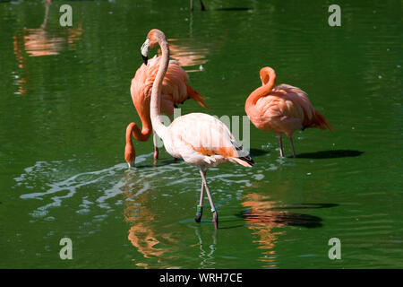 Trois flamants roses, un déménagement, un décapage et un repos à leur lac dans le zoo de Whipsnade Banque D'Images