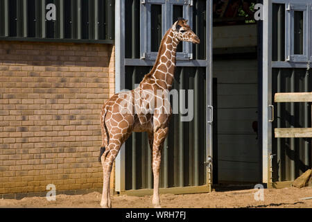 Jeune girafe debout par entrée de girafe chambre dans le zoo de Whipsnade réticents à saisir Banque D'Images