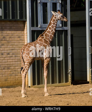 Young giraffe réticulée girafe debout à l'extérieur entrée de chambre avant de se retirer pour la soirée au zoo de Whipsnade Banque D'Images