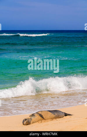 Phoque moine couché dans le sable d'une plage sur l'île de Kauai, Hawaii, USA Banque D'Images