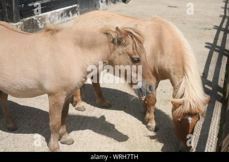 Deux poneys Shetland dans une cour de ferme à Hullabazoo dans le zoo de Whipsnade Banque D'Images