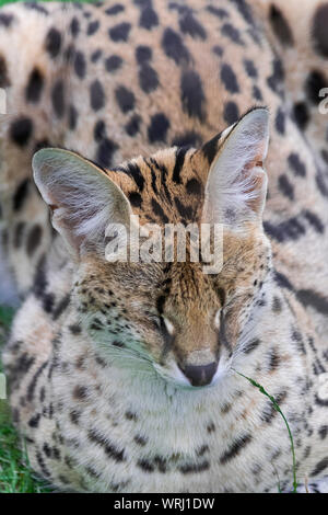 Serval (Leptailurus serval) chat, assis sur l'herbe verte, avec les yeux fermés, tête portrait Banque D'Images