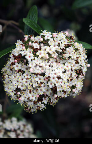 Fleurs blanches dans un parc close up Banque D'Images