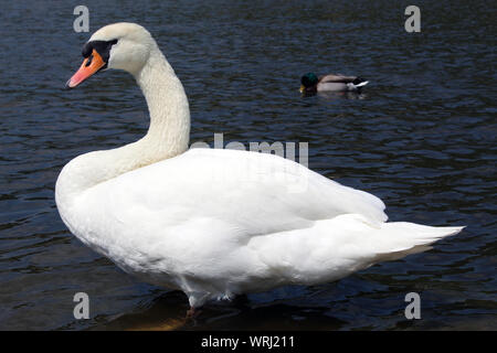 Swan et un canard nageant sur une rivière Banque D'Images