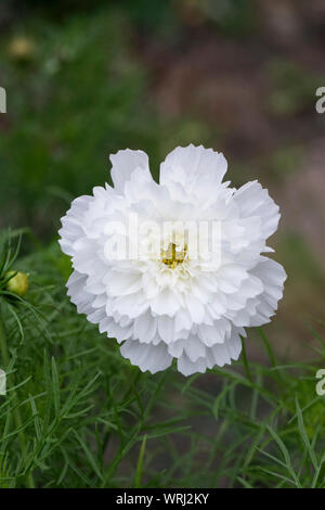Cosmos bipinnatus 'Cosmonaut' fleur. Banque D'Images