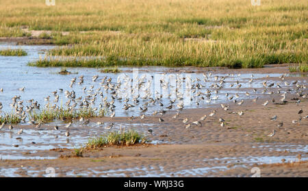 Un troupeau de Bécasseau variable (Calidris alpena) sur la réserve naturelle de traiter avec mépris, East Yorkshire, ce troupeau a été photographié sur le côté du canal de la rejeter, Août 2019 Banque D'Images