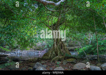 Grand arbre à côté de Lamtakong River dans le parc national Khao Yai Banque D'Images