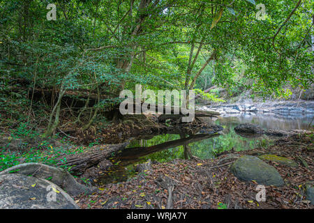 Grand arbre à côté de Lamtakong River dans le parc national Khao Yai Banque D'Images