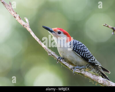 Portrait d'un pic mâle à ventre rouge, Melanerpes carolinus. Banque D'Images