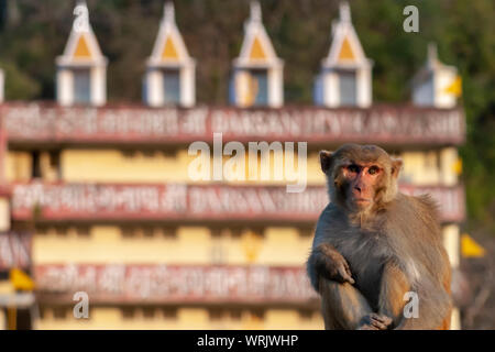 Monkey sitting à Rishikesh, inde avec un ashram derrière elle Banque D'Images