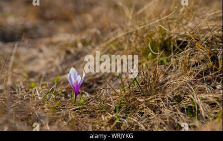 Fleur de crocus solitaire dans l'an dernier/s de l'herbe sèche, un jour ensoleillé, Close up Banque D'Images