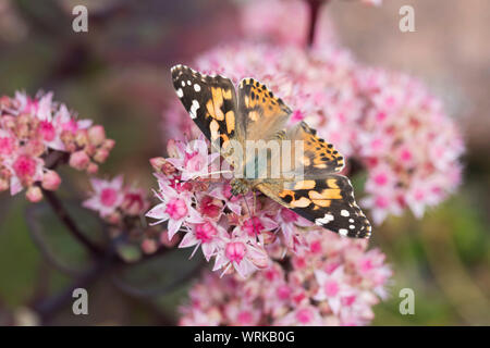 Papillon belle dame, Vanessa cardui, se nourrissant d'Hylotelephium spectabile, Pays de Galles, Royaume-Uni, Septembre 2019 Banque D'Images