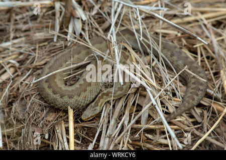 Adder ou du Nord (vipère Vipera berus). Femelle adulte, tôt le matin, se réchauffer sur un tas de végétation en décomposition. En août. Calthorpe Large, NNR, Norfolk.​ Banque D'Images