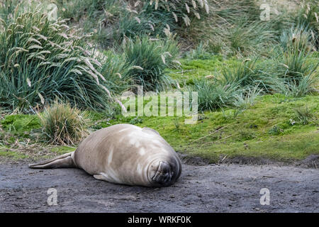 L'Éléphant de bébé phoque, Mirounga leonina, couchée, se reposer, dormir, l'île de Sea Lion, dans les îles Malouines, Atlantique Sud Banque D'Images