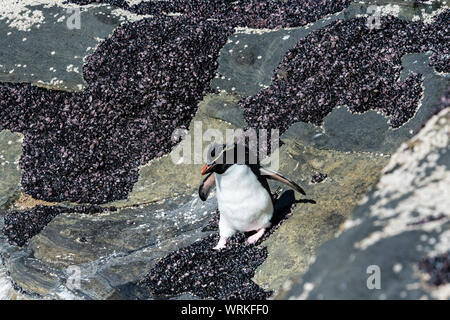 Mignon, des profils avec Rockhopper Penguin, Eudyptes chrysocome, sur les falaises, à l'encolure, Saunders Island, dans les îles Malouines, Atlantique Sud Banque D'Images