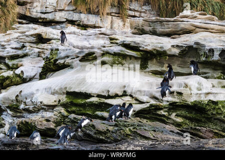 Colonie de gorfous sauteurs, Sud (Eudyptes chrysocome chrysocome), sauter, grimper, le cou, les falaises de l'Île Saunders, dans la région de Iles Falkland Banque D'Images