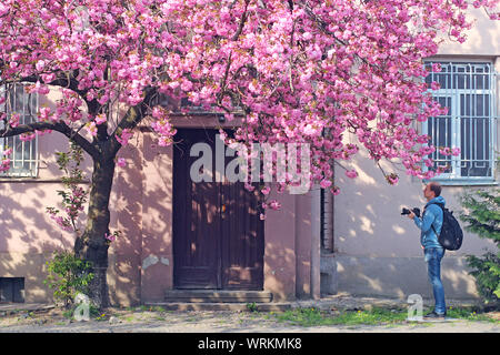 Homme avec caméra photo rose près de sakura (cerisier) arbre fleurissant dans Uzhgorod, Ukraine Banque D'Images