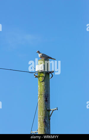 Tête (Streptopelia decaocto). Visiblement percher sur une ligne électrique haut de poteau télégraphique. Le Norfolk. UK Banque D'Images