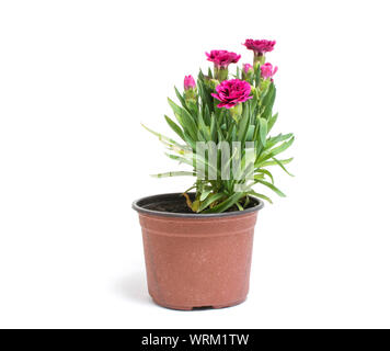 Petit pot de fleurs d'oeillet dans isolé sur fond blanc. Banque D'Images