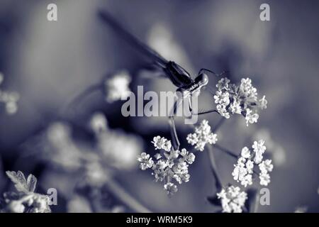 Close-up de libellule sur fleur