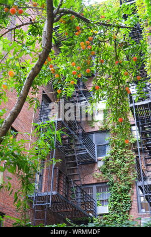 Jardins urbains, une pêche de plus en plus d'arbres sur le trottoir et de lierre grimpant sur le mur extérieur d'un bâtiment dans la ville de New York. Banque D'Images