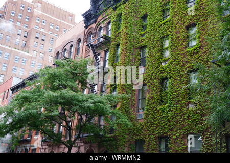 Les jardins urbains, de lierre grimpant sur un mur extérieur d'un bâtiment dans la ville de New York. Banque D'Images