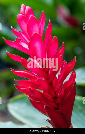 Une photo en gros plan d'un rouge vif Alpina Purpurata plante prises en Equateur ; c'est généralement connu comme un plant de gingembre rouge. Banque D'Images