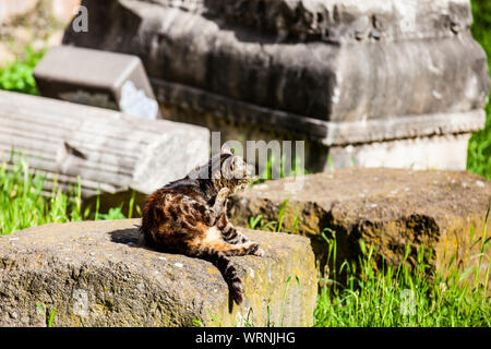 Les chats errants de soleil sur haut des ruines de colonnes romaines à la Piazza Vittorio Emanuele II à Rome Banque D'Images