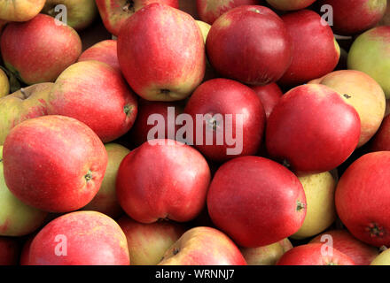 La pomme 'Worcester Pearmain', les pommes, les pommes, la saine alimentation, Malus domestica Banque D'Images