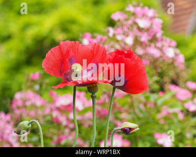 Oriental rouge coquelicot à Chenies Manor garden du flou des roses rose, glycines et tuiles anciennes, fleurs et bourgeons de pavot au premier plan. Banque D'Images