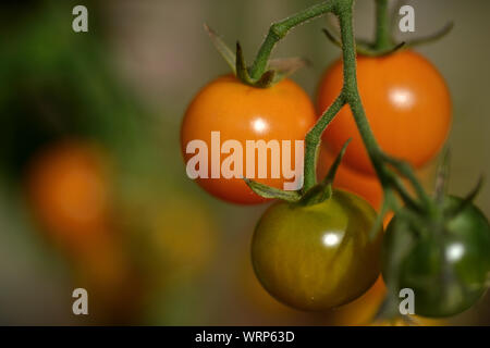 Tomates cerises cultivées Outdooor, UK Banque D'Images