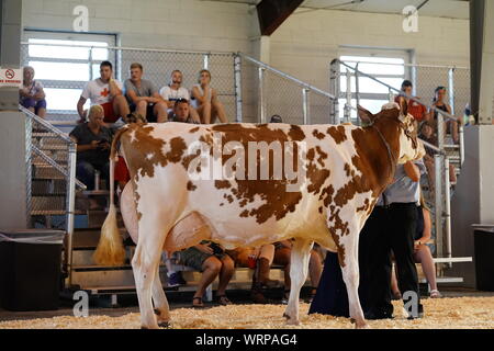 Fond du Lac concours bovins à Fond du Lac Parc des expositions 2019 Banque D'Images