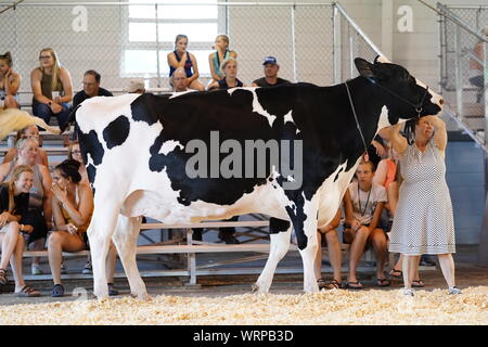 Fond du Lac concours bovins à Fond du Lac Parc des expositions 2019 Banque D'Images