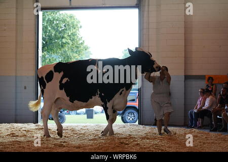 Fond du Lac concours bovins à Fond du Lac Parc des expositions 2019 Banque D'Images