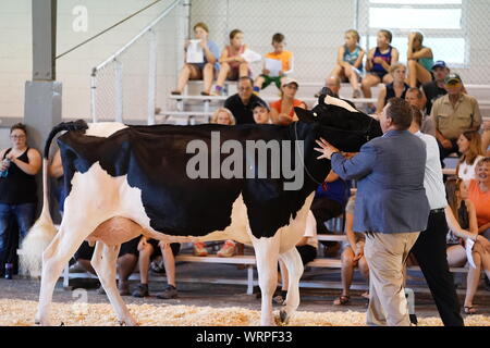 Fond du Lac concours bovins à Fond du Lac Parc des expositions 2019 Banque D'Images