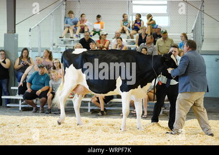 Fond du Lac concours bovins à Fond du Lac Parc des expositions 2019 Banque D'Images