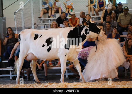 Fond du Lac concours bovins à Fond du Lac Parc des expositions 2019 Banque D'Images