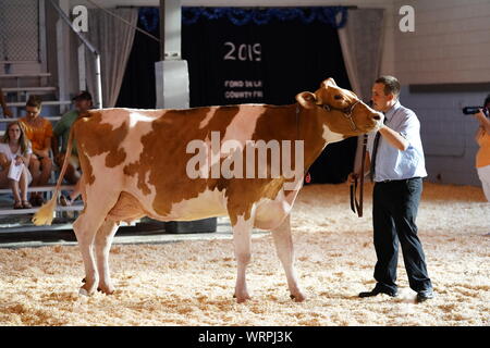 Fond du Lac concours bovins à Fond du Lac Parc des expositions 2019 Banque D'Images