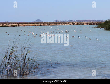 Des flamants roses (Phoenicopterus roseus) se nourrissant d'un salt lake, près de San Pedro de Pinatar dans la région de Murcie, Espagne. Tout à fait un site commun ici. Banque D'Images